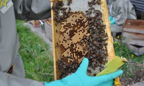 A close-up of a bee keeper's hands holding on to a Honey Comb super frame with a collection of live bees crawling over it