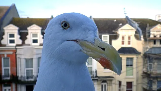 A seagull face close up with houses behind